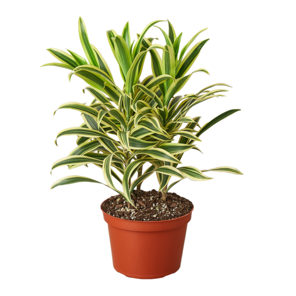 Dracaena 'Song of India' - 6" Pot - NURSERY POT ONLY